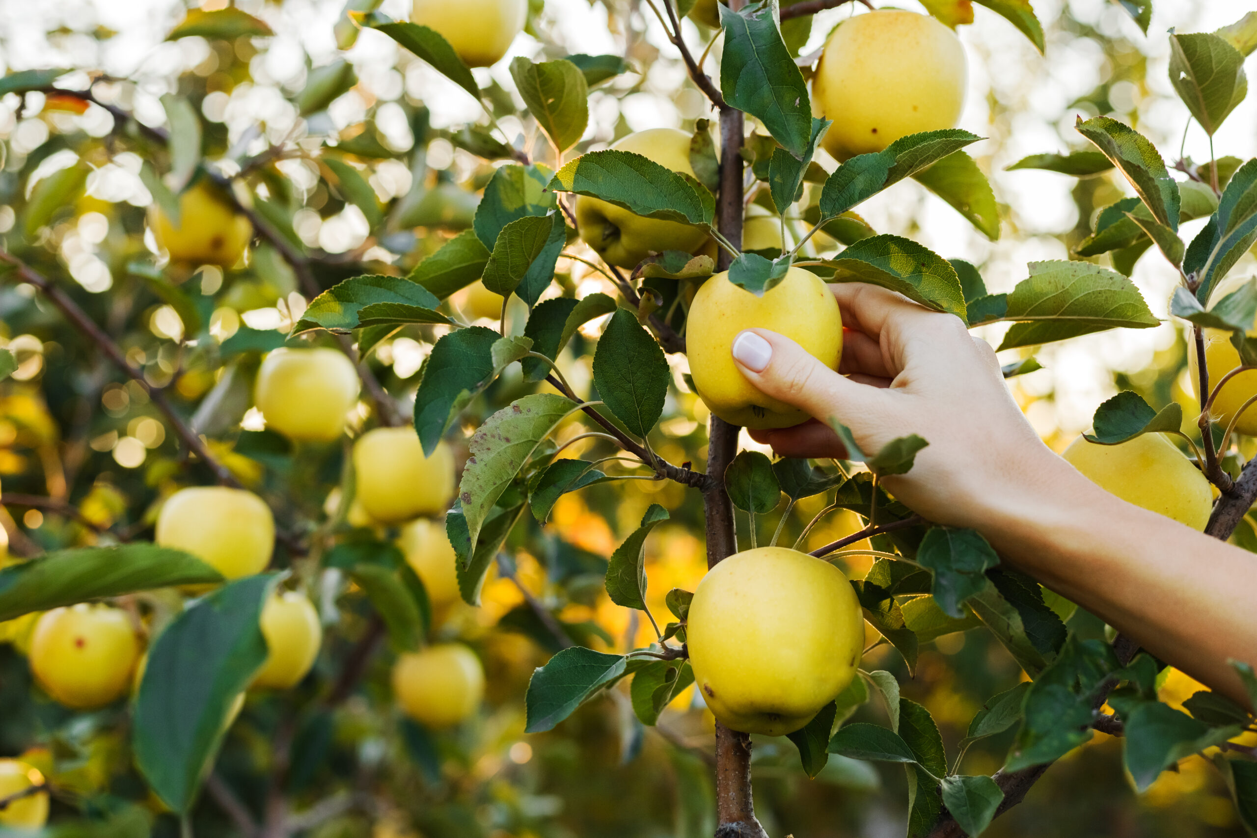 hand holding an apple on a tree