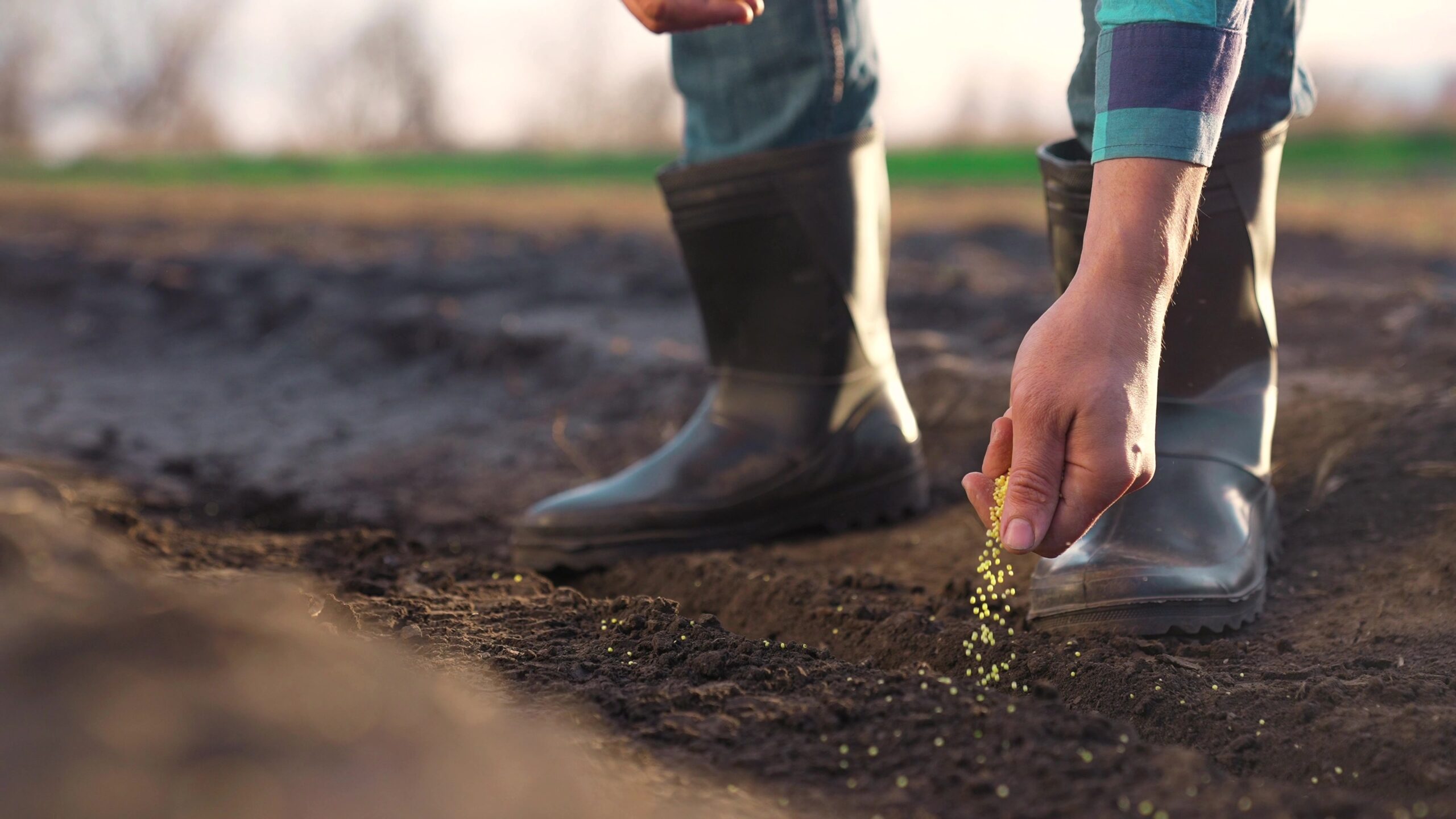 farmers hand putting seeds in ground