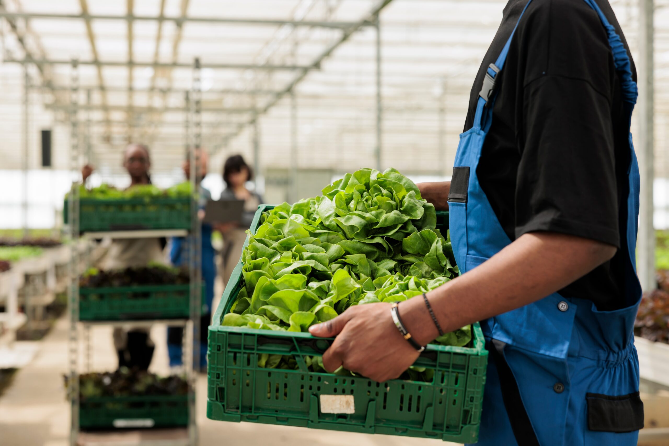 hands holding a crate of lettuce