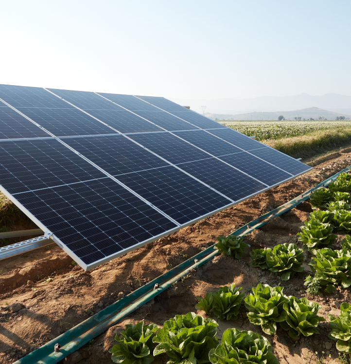 solar panel in field of lettuce